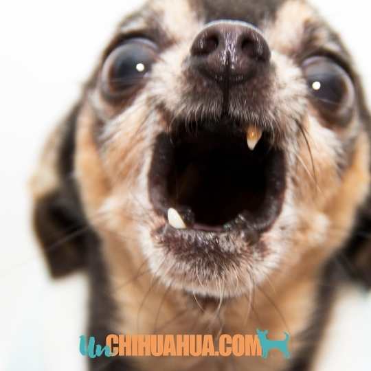 perro chihuahua mayor sin dientes