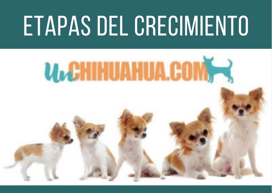 gatear balsa aprobar ▷Edad de un perro Chihuahua y 5 etapas de crecimiento - Un Chihuahua