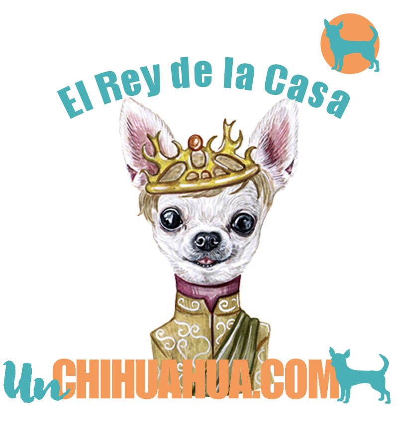 El chihuahua es el rey de la casa en muchos hogares, acostumbrado a recibir mimos y atención.