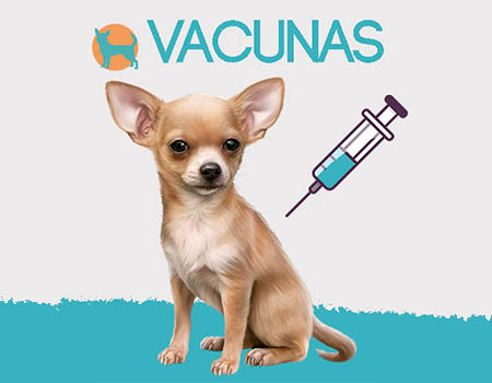 Espacio cibernético apretado República Qué vacunas se le ponen a los perros Chihuahua? - Un Chihuahua
