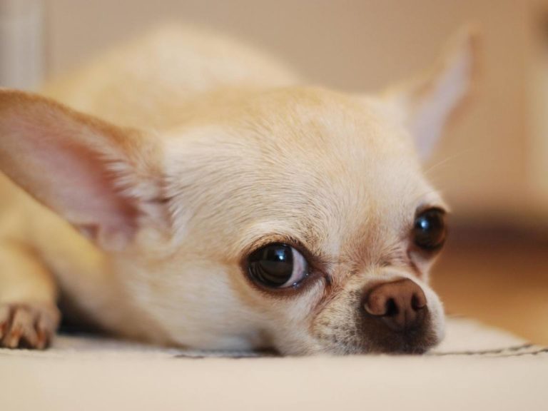 Como Saber Si Es Un Perro Chihuahua Original