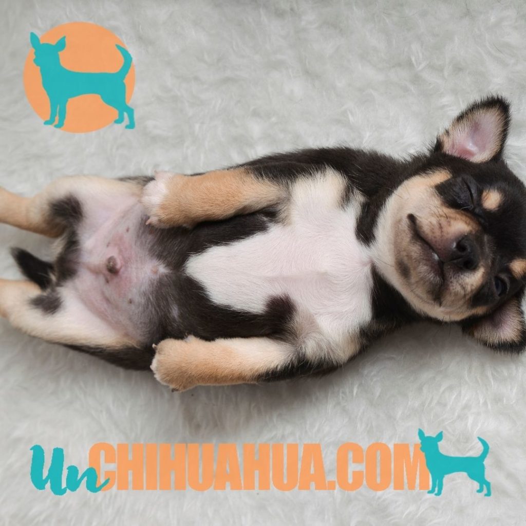 Un cachorro chihuahua a los pocos días de nacer