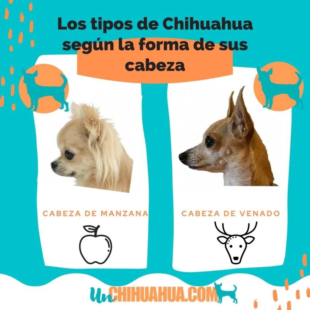Tipos de chihuahua según su cabeza, chihuahua cabeza de manzana y cabeza de venados. Los chiguaguas, chihuahueños.