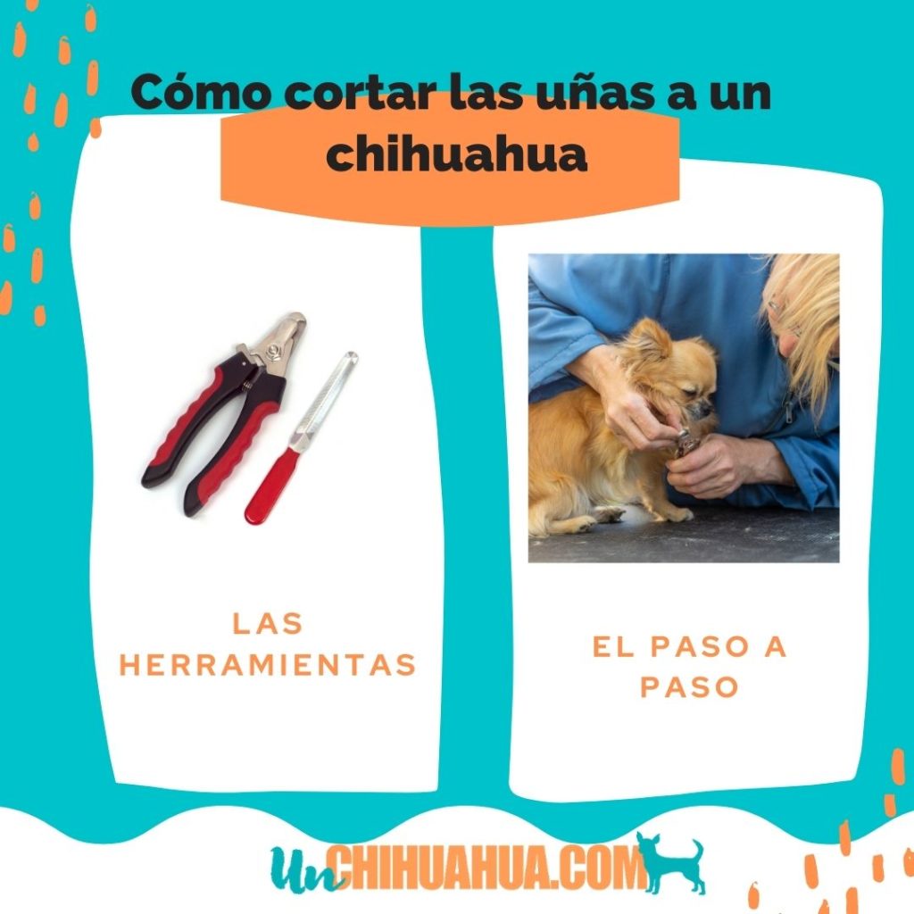 El cuidado de las uñas de un chihuahueño o perro pequeño, cómo cortar correctamente las garras o uñas de nuestro perro.
