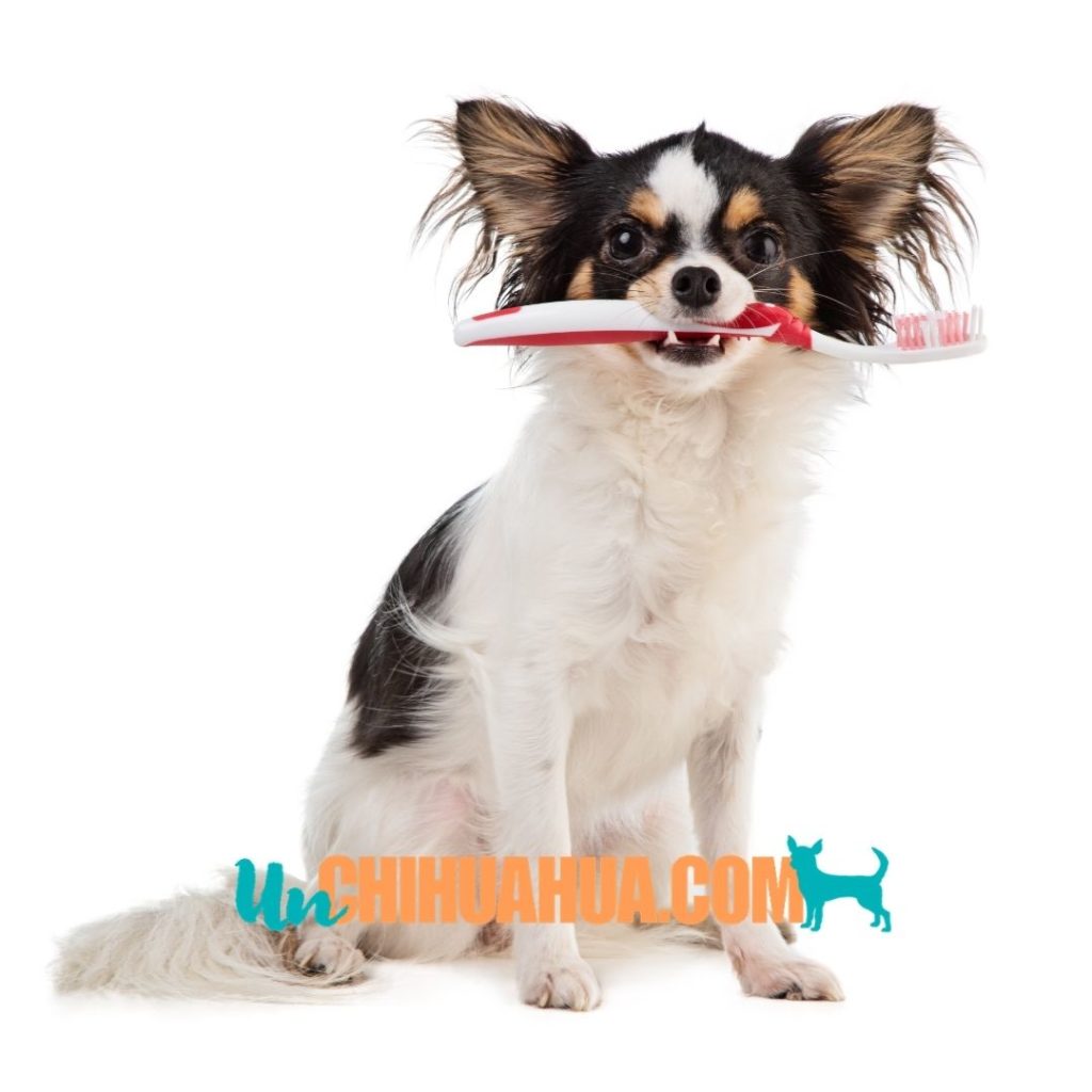 Cómo cuidar los dientes de un perro chihuahua de forma correcta, cómo cepillar sus dientes y su alimentación para mantener su salud salud bucal 