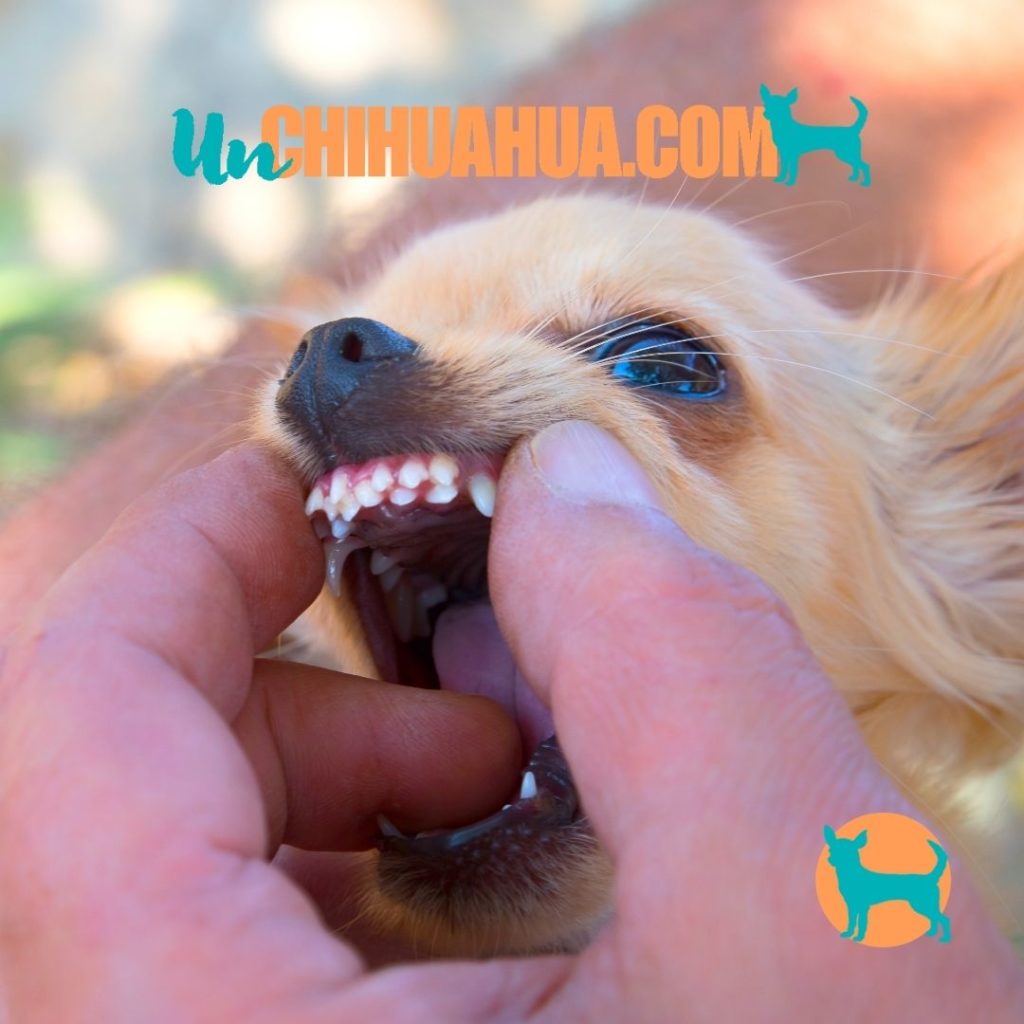 Doble dentición en un perro chihuahua. Un problema dental muy frecuente en razas pequeñas de perros.