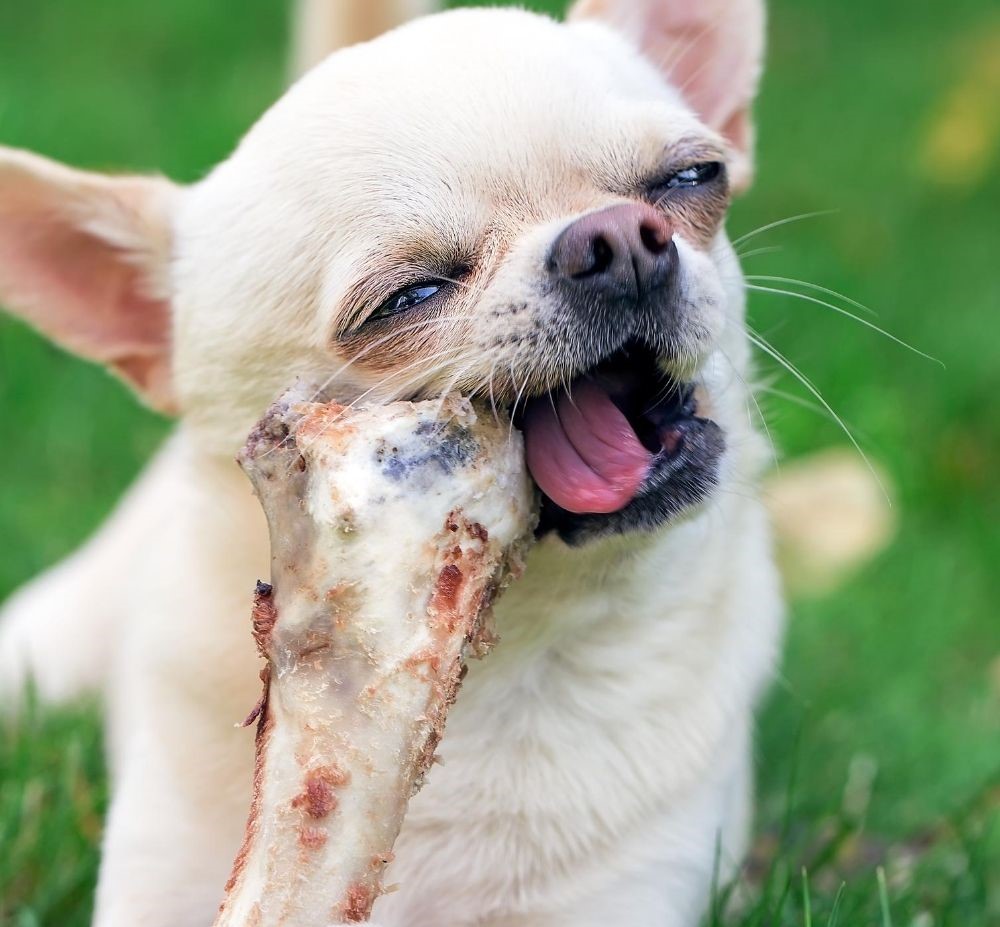 Chihuahua mordiendo un hueso recreativo. Para favorecer el cuidado de los dientes de un chihuahua, es buena idea combinar el pienso de buena calidad con los huesos recreativos, proporcionándoselos una o dos veces al mes