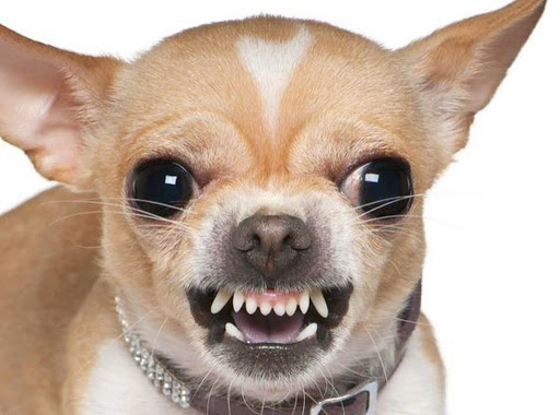 Los dientes saludables de un chihuahua deberían verse así.