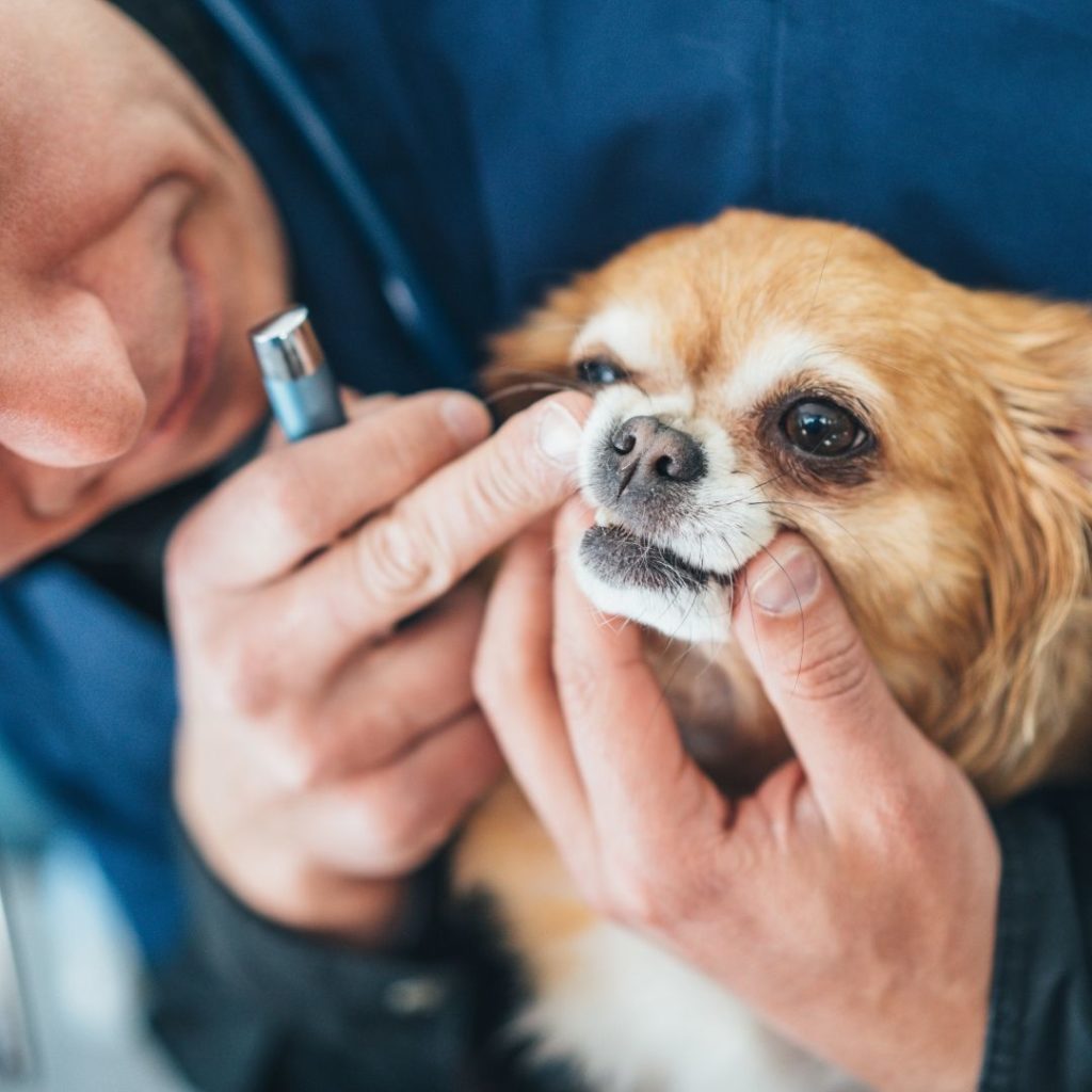 El veterinario es nuestro gran aliado para ayudarnos a mantener la salud bucal de nuestro pequeño chihuahueño. Cuidando la salud de los dientes de nuestro chihuahua.