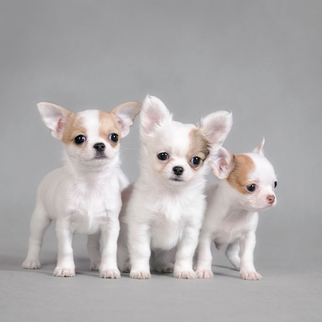 derrocamiento Resignación Bebida Chihuahuas Toy: 10 razones para amarlos - Un Chihuahua
