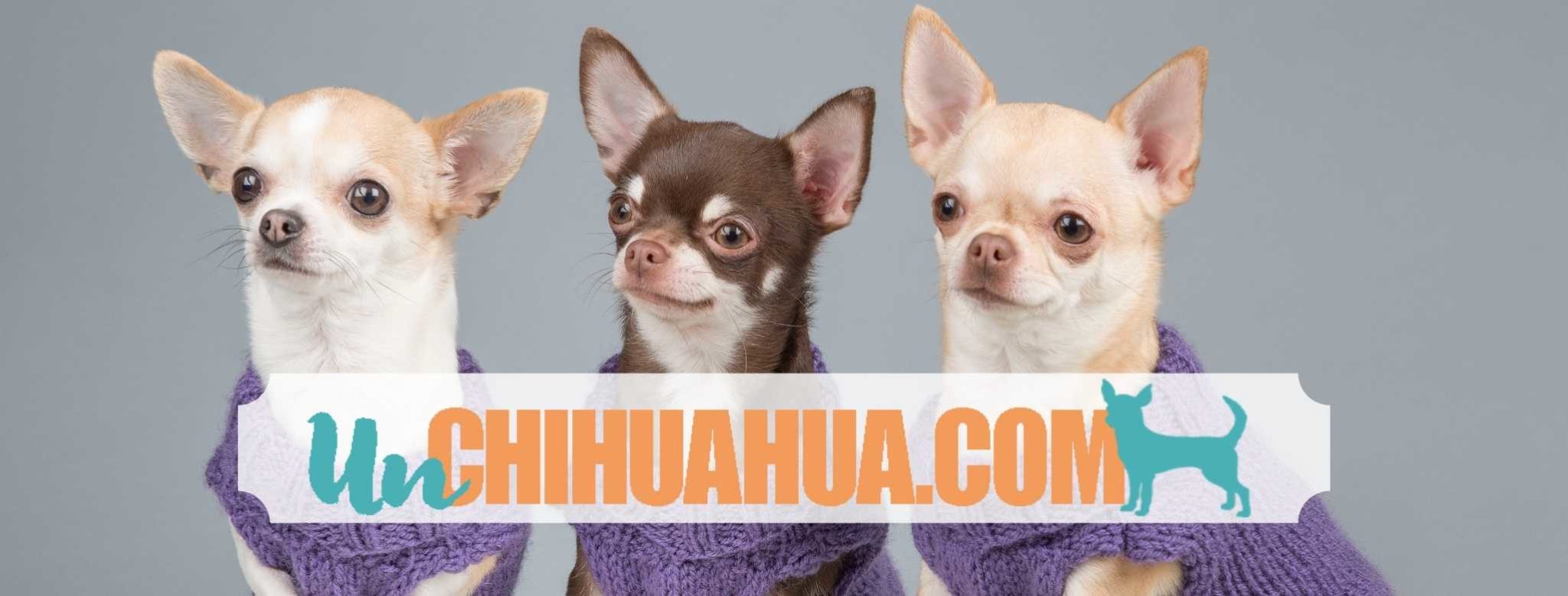 Como Saber Si Es Un Perro Chihuahua Original