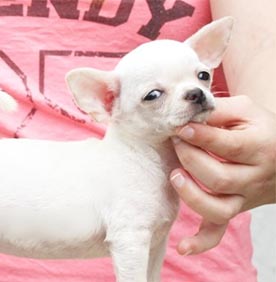 Comprar un chihuahua en Barcelona. Cachorro chihuahua hembra blanco de Petic Melic, criadero canino.