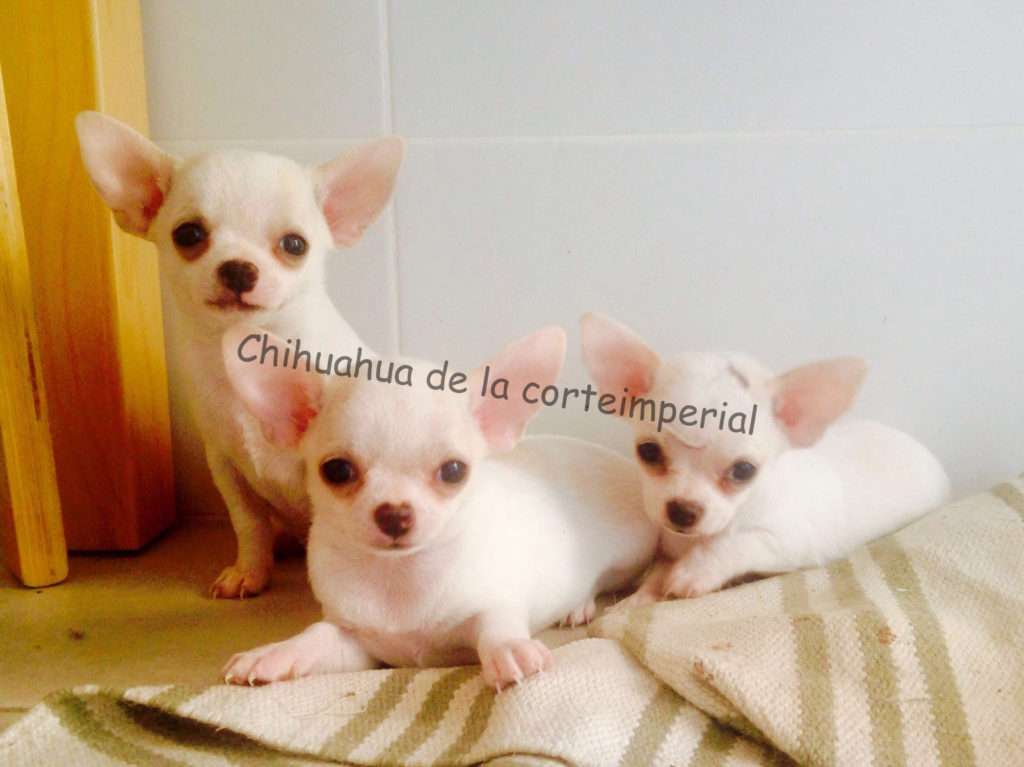 Tres hermosos cachorros chihuahua color blanco de Chihuahua de la Corte Imperial, criadero de chihuahuas ubicado en Barcelona.