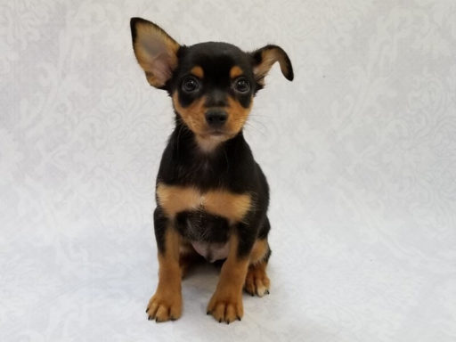 Cruce De Perro Chihuahua Con Pincher