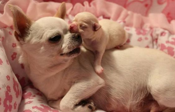 Edad de un perro chihuahua: un chihuahua recién nacido junto a su madre una chihuahua blanca de pelo liso o corto. El cachorro percibe por su olfato, aún tiene los ojos cerrados.