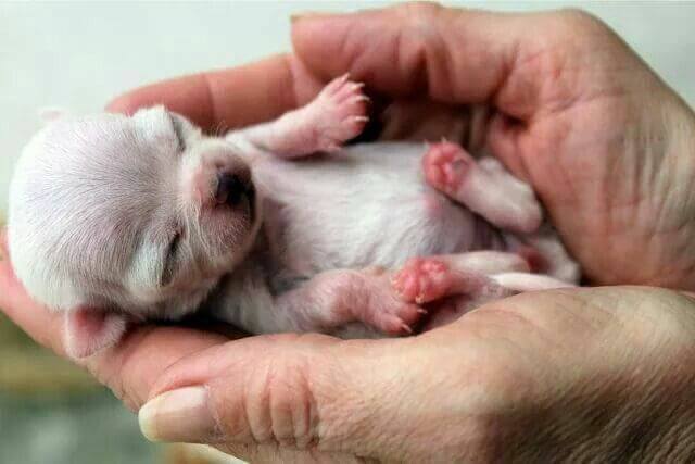 Edad de un perro chihuahua: un chihuahua recién nacido