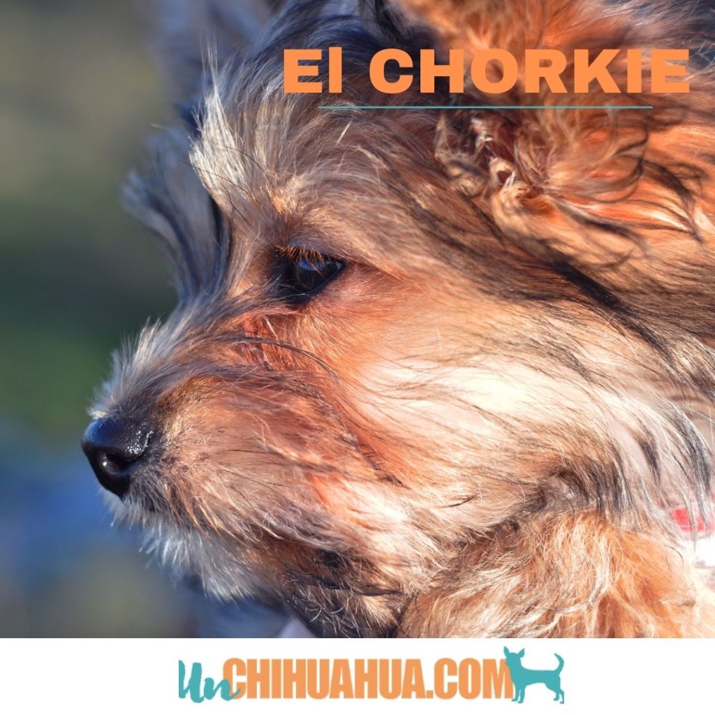 el chorkie y sus características - cruce chihuahua y yorkshire