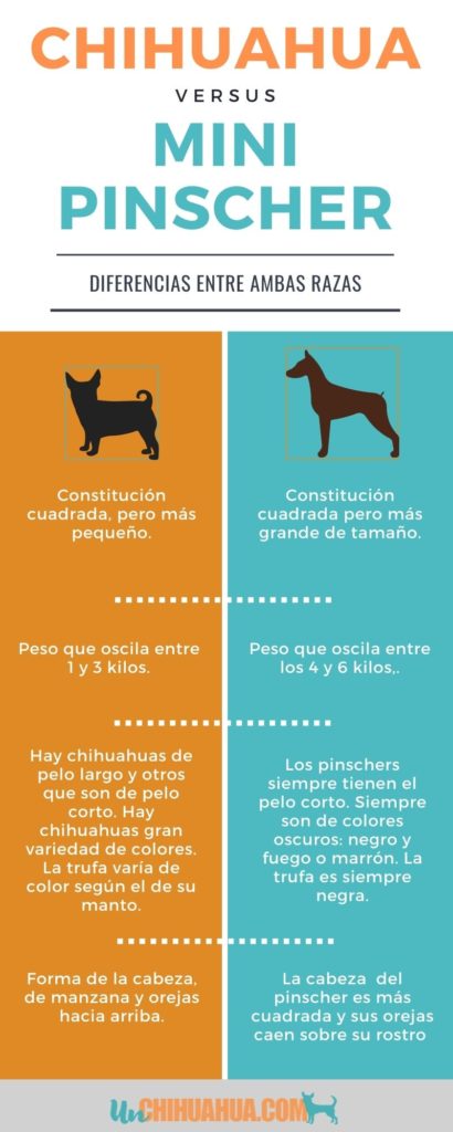 Diferencias entre pincher y chihuahua. Infografía Chihuahua versus Pinscher miniatura