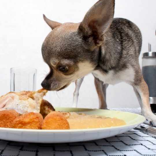 La mejor comida para perros chihuahuas 🥇🐾👉Un Chihuahua