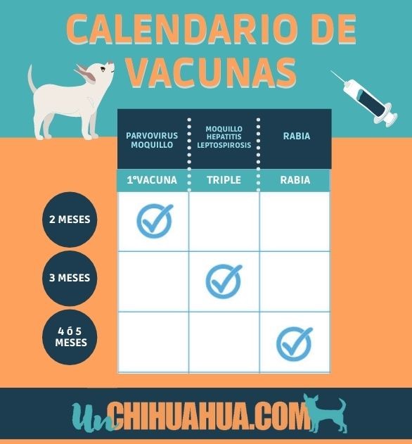 Calendario de vacunas del perro chihuahua.