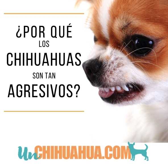 chihuahua agresivo
