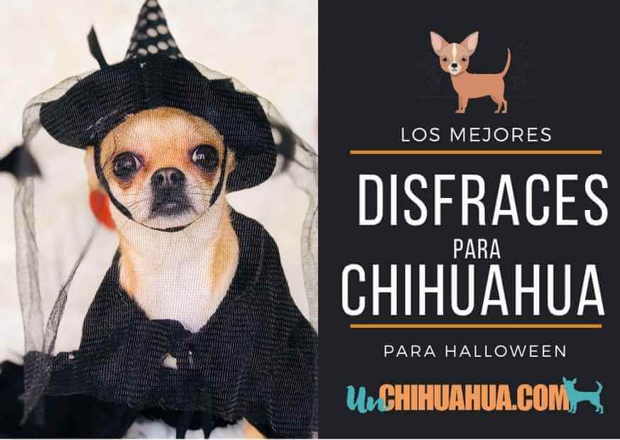El mejor disfraz de Halloween para tu chihuahua - Un Chihuahua