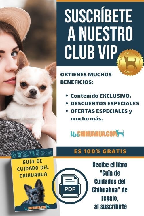 club chihuahua : Únete HOY a nuestro Club VIP para chihuahuas