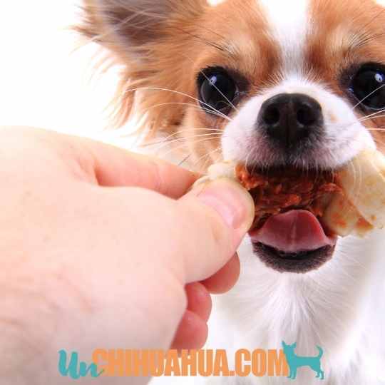 comida casera para perros