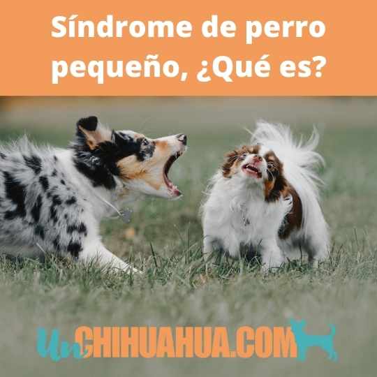 síndrome del perro pequeño