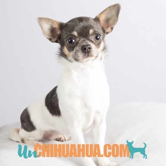 Álbum de graduación Arsenal labio Displasia de cadera canina y cómo ayudar a tu perro - Un Chihuahua