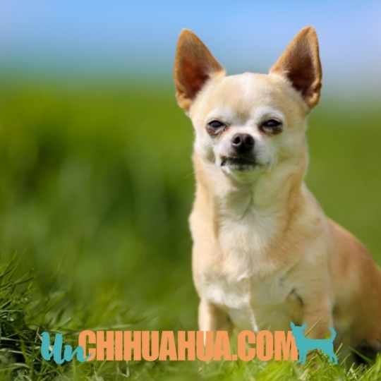 demencia en perros chihuahuas