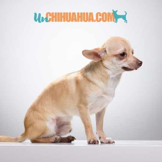 chihuahua con ansiedad por separación
