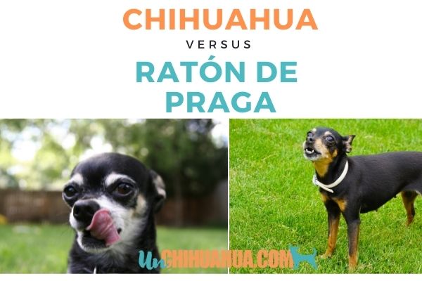 Chihuahua -  Ratón de Praga