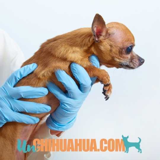chihuahua en veterinario