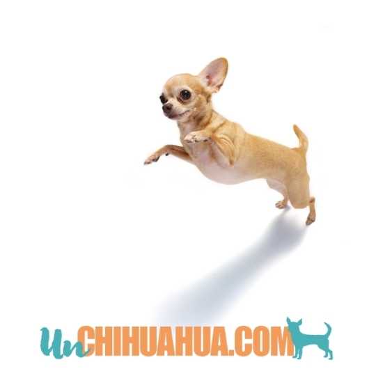 Luxación patelar en Chihuahuas