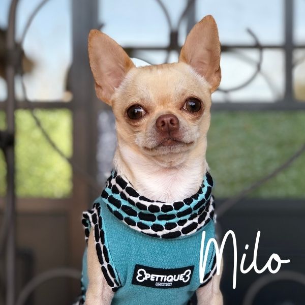 Descubre a nuestra superestrella del mes: Milo el chi de marzo 2022 😍