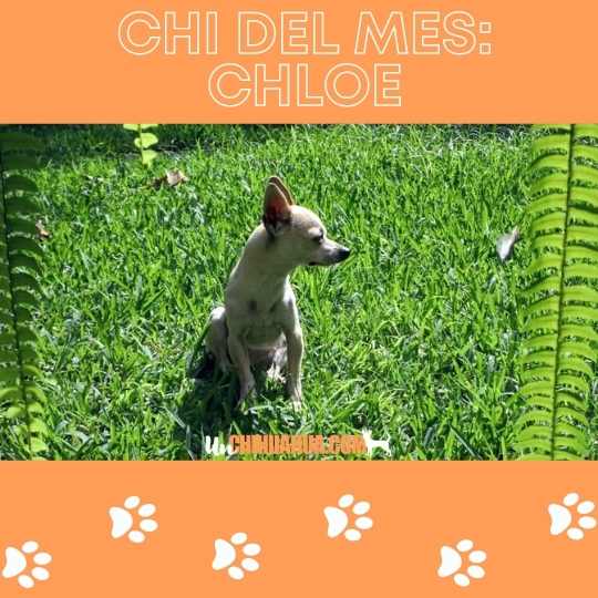 Chloe, chihuahua del mes de abril