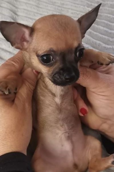 Un cachorro disponible en Chihuahuas Toy Málaga