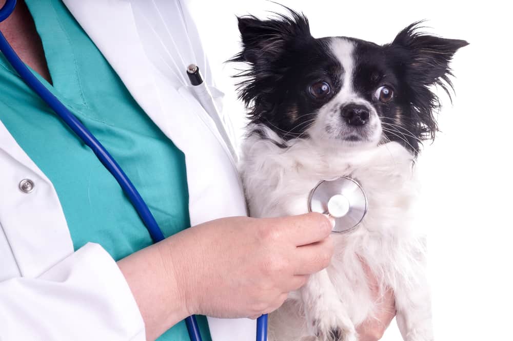 primera consulta veterinaria perro