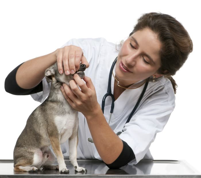 visita al profesional veterinario