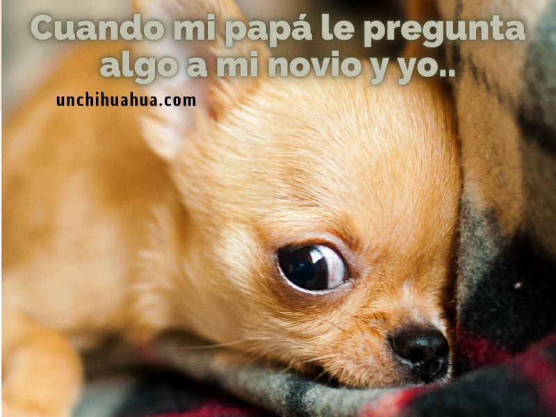 Chihuahuas memes 1 #chi
