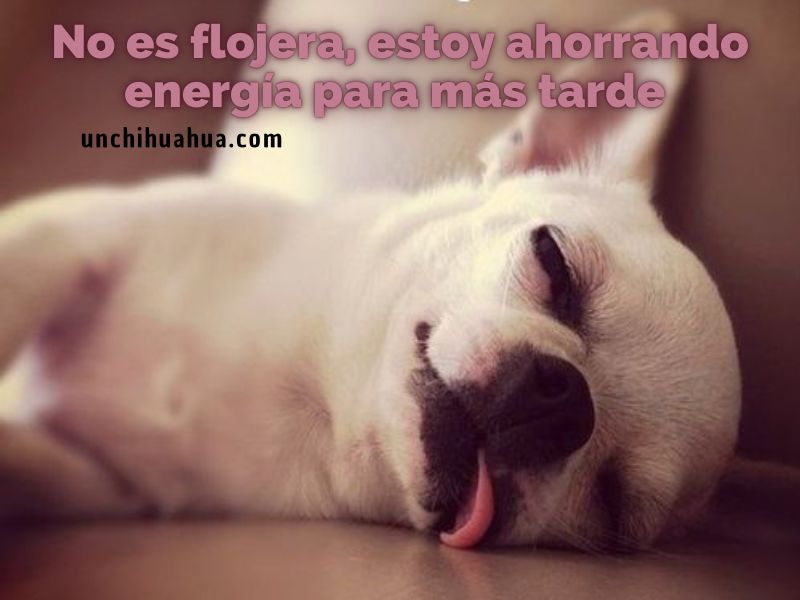 Chihuahuas en las Redes Sociales #chihuahua y 10 Memes de Chihuahuas