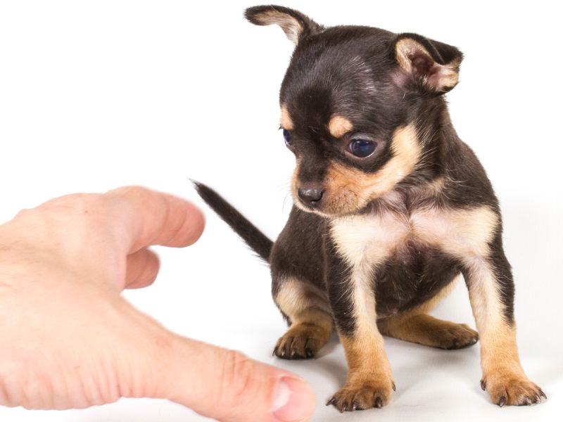 El tamaño de un chihuahua cachorro es muy pequeño - Adorables bebés chihuahuas 💗