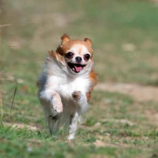 Qué tan Rápido puede Correr un Chihuahua