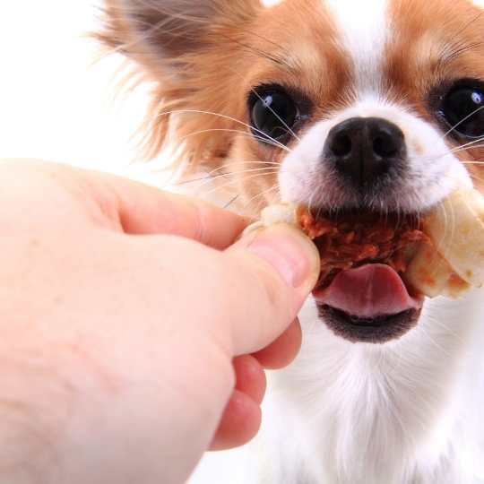 alergia alimentaria perros