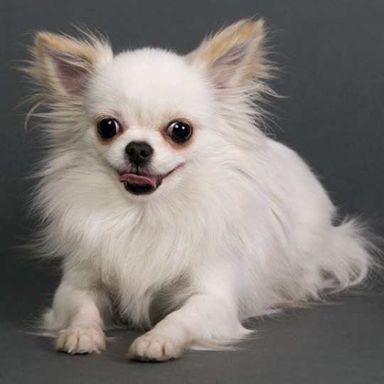 Chihuahua pelo largo blanco