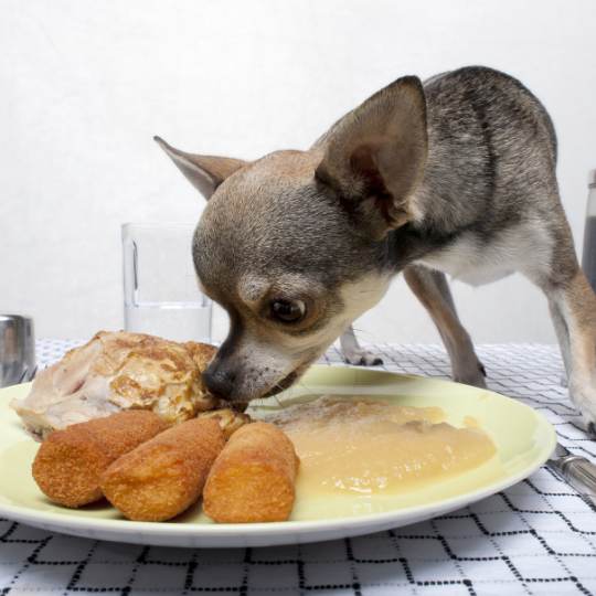 Comida saludable para perros hecha en casa