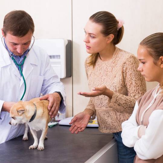 Vacunas para cachorros