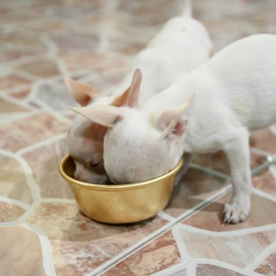 Recetas de comida para perros
