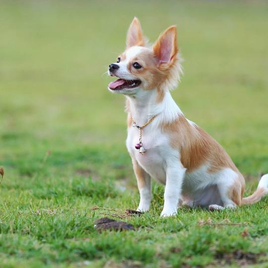 Alentar Empleador Advertencia Cómo hacer que un perro gane masa muscular ?(2023) - Un Chihuahua